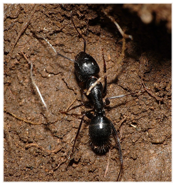 Operaia maggiore di Camponotus sp.
